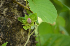 Argyreia sericea